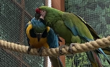 Acuario y Mascotas ORIGEN