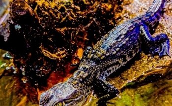 Acuario y Mascotas ORIGEN