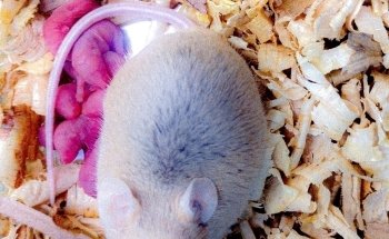 Acuario y Mascotas ORIGEN