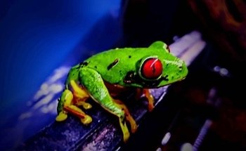 Acuario y Mascotas ORIGEN