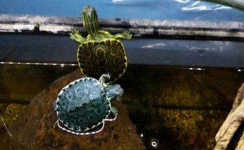 Acuario y Mascotas ORIGEN