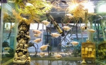 Acuario y Mascotas ORIGEN