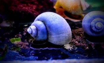 Acuario y Mascotas ORIGEN