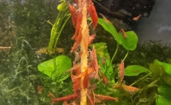 Hobby Aquarium