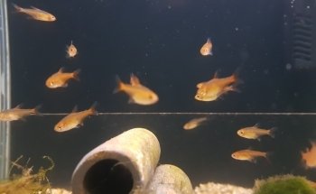 Hobby Aquarium