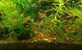 Hobby Aquarium